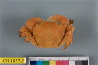 藏品(肉球近方蟹)的圖片